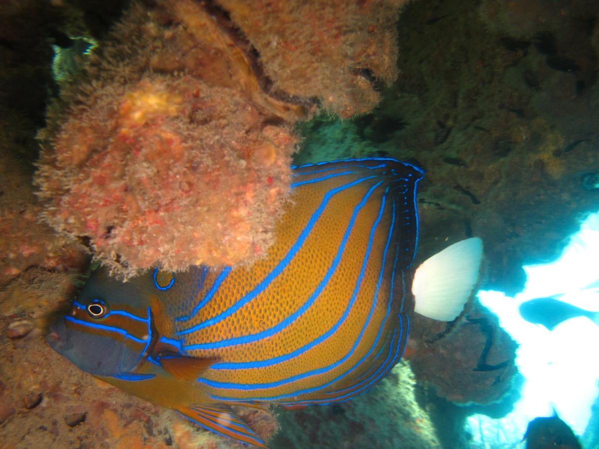 Ombak Dive Resort Perhentian Island Pulau Perhentian Kecil Exteriör bild